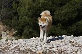 AKITA INU 270